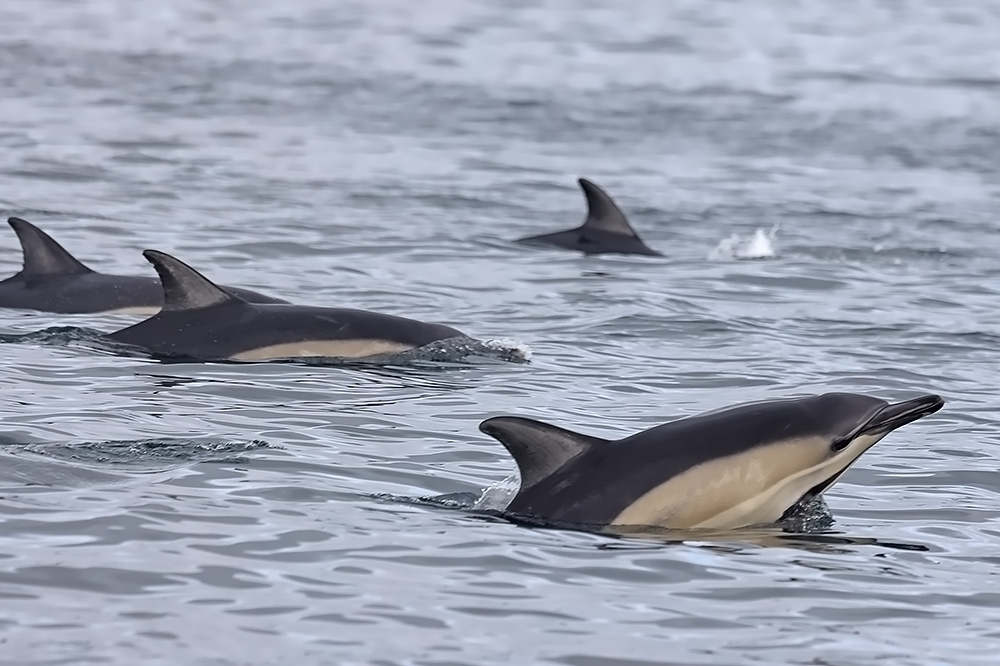 common dolphins